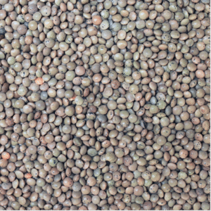 Brown Lentils -Organic