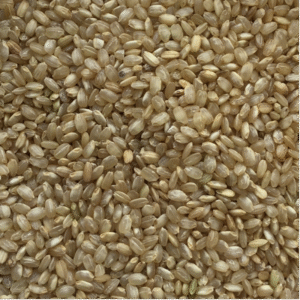 Brown Short Grain Rice - Organic