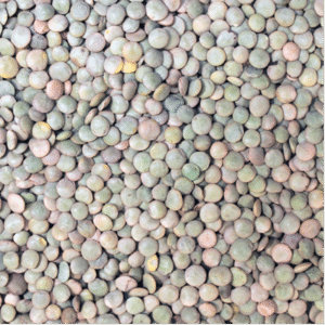 Green Lentils - Organic