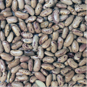 Pinto Beans  - Organic